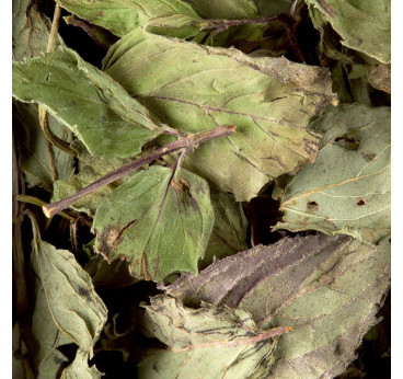 Tisane Menthe Poivrée Dammann Frères – Infusion Naturelle