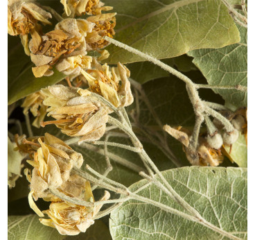 Tisane Tilleul Dammann Frères – Infusion Naturelle