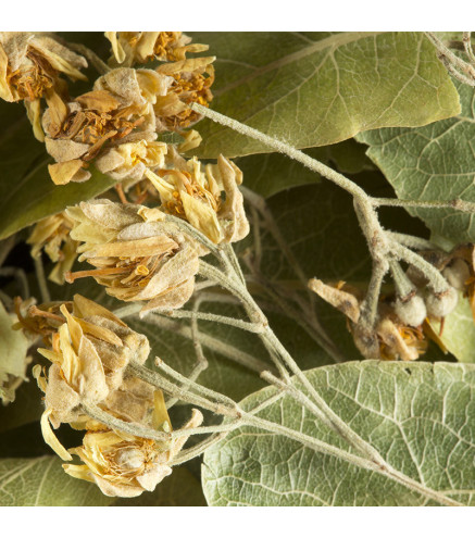 Tisane Tilleul Dammann Frères – Infusion Naturelle