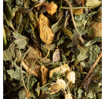Tisane Magic Ginger Dammann Frères – Gingembre et Citron Vert
