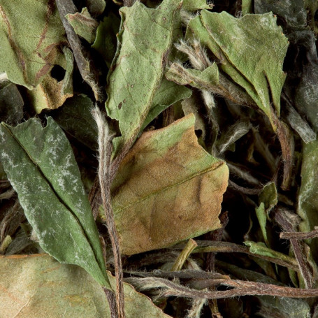 thé blanc paï mu tan dammann